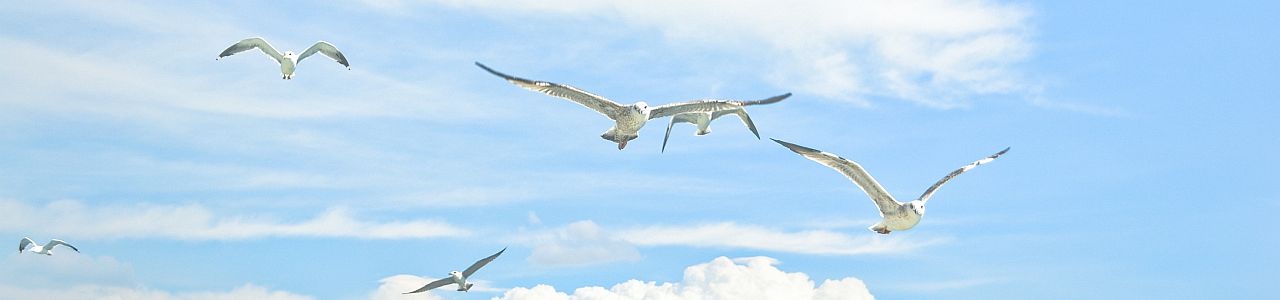 soaring